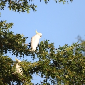 Cacatua galerita at West Belconnen Pond - 2 Mar 2024 06:49 PM