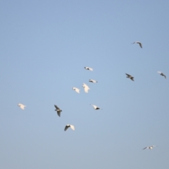 Cacatua galerita at West Belconnen Pond - 2 Mar 2024 06:49 PM