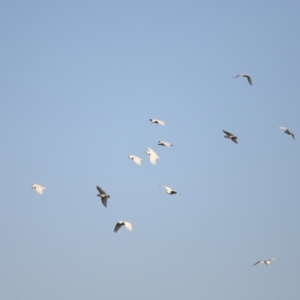 Cacatua galerita at West Belconnen Pond - 2 Mar 2024 06:49 PM