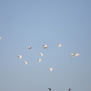 Cacatua galerita at West Belconnen Pond - 2 Mar 2024 06:49 PM