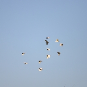 Cacatua galerita at West Belconnen Pond - 2 Mar 2024 06:49 PM