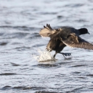 Fulica atra at West Belconnen Pond - 2 Mar 2024