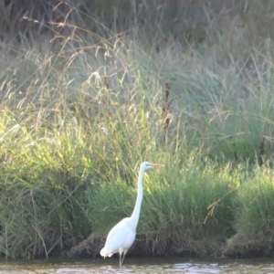 Ardea alba at West Belconnen Pond - 2 Mar 2024