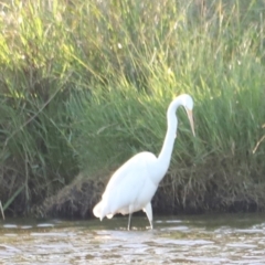 Ardea alba at West Belconnen Pond - 2 Mar 2024