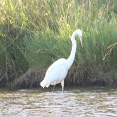 Ardea alba at West Belconnen Pond - 2 Mar 2024 06:38 PM