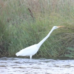 Ardea alba at West Belconnen Pond - 2 Mar 2024