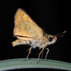 Unidentified Skipper (Hesperiidae) at Capalaba, QLD - 29 Feb 2024 by TimL
