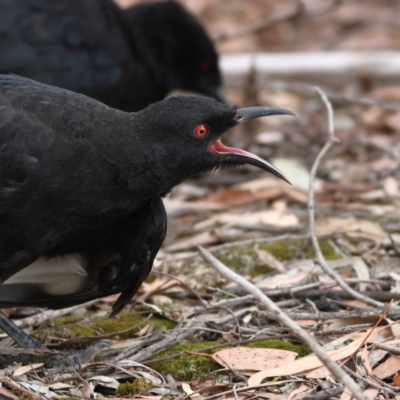 Corcorax melanorhamphos (White-winged Chough) at Higgins Woodland - 29 Feb 2024 by MichaelWenke