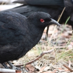 Corcorax melanorhamphos at Higgins Woodland - 29 Feb 2024