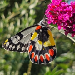 Delias aganippe (Spotted Jezebel) at QPRC LGA - 2 Mar 2024 by MatthewFrawley