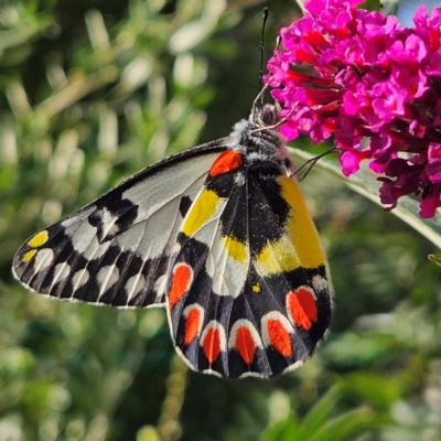 Delias aganippe (Spotted Jezebel) at QPRC LGA - 3 Mar 2024 by MatthewFrawley