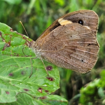 Heteronympha merope (Common Brown Butterfly) at QPRC LGA - 3 Mar 2024 by MatthewFrawley