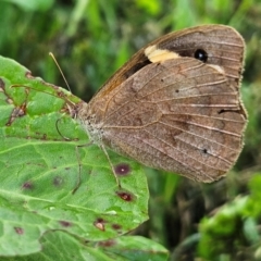 Heteronympha merope (Common Brown Butterfly) at QPRC LGA - 2 Mar 2024 by MatthewFrawley