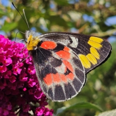 Delias harpalyce (Imperial Jezebel) at QPRC LGA - 3 Mar 2024 by MatthewFrawley