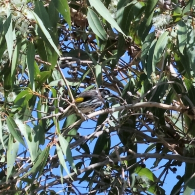 Phylidonyris novaehollandiae (New Holland Honeyeater) at Federation Hill - 24 Feb 2024 by KylieWaldon