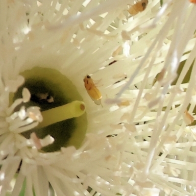 Chloropidae (family) at Wodonga - 24 Feb 2024 by KylieWaldon