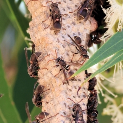 Unidentified Social or paper-nest wasp (Vespidae, Polistinae or Vespinae) at Federation Hill - 24 Feb 2024 by KylieWaldon