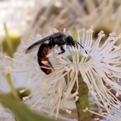 Unidentified Flower wasp (Scoliidae or Tiphiidae) at Wodonga - 24 Feb 2024 by KylieWaldon