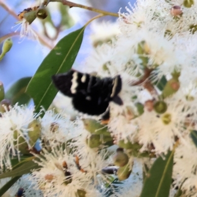 Phalaenoides glycinae (Grapevine Moth) at Federation Hill - 25 Feb 2024 by KylieWaldon