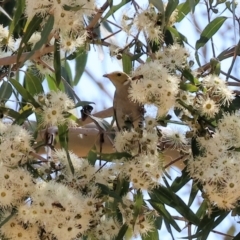 Ptilotula penicillata (White-plumed Honeyeater) at West Wodonga, VIC - 24 Feb 2024 by KylieWaldon