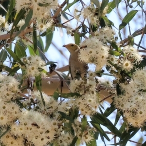 Ptilotula penicillata at Federation Hill - 25 Feb 2024 10:01 AM