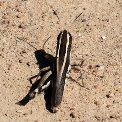 Macrotona sp. (genus) (Macrotona grasshopper) at West Wodonga, VIC - 24 Feb 2024 by KylieWaldon