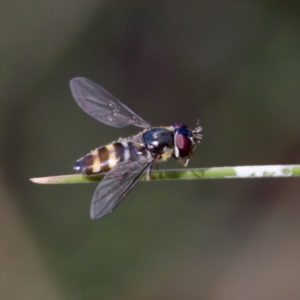 Melangyna sp. (genus) at Namadgi National Park - 28 Feb 2024