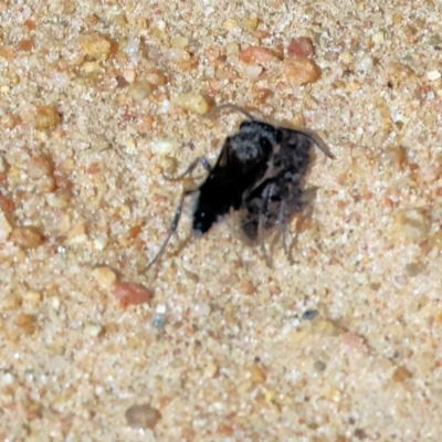 Unidentified Sand or digger wasp (Crabronidae or Sphecidae) at Federation Hill - 24 Feb 2024 by KylieWaldon