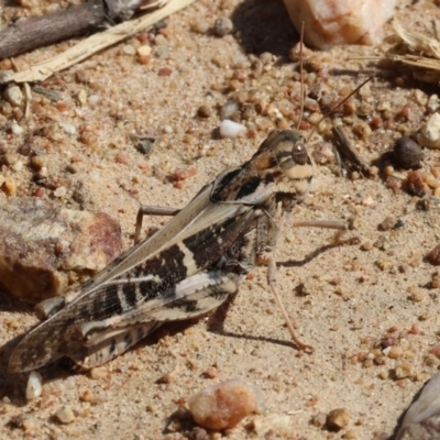 Gastrimargus musicus (Yellow-winged Locust or Grasshopper) at West Wodonga, VIC - 24 Feb 2024 by KylieWaldon