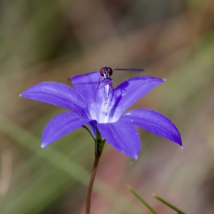 Wahlenbergia ceracea at Namadgi National Park - 28 Feb 2024