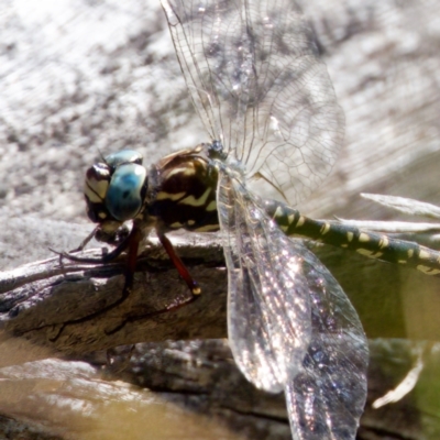 Austroaeschna parvistigma (Swamp Darner) at Namadgi National Park - 28 Feb 2024 by KorinneM