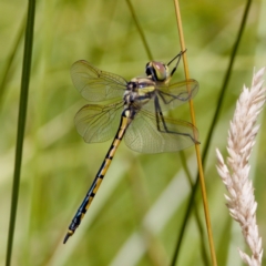 Hemicordulia tau (Tau Emerald) at Tennent, ACT - 28 Feb 2024 by KorinneM