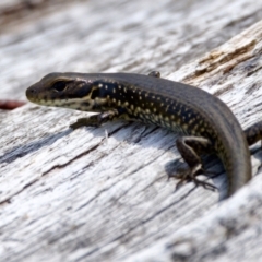 Eulamprus tympanum (Southern Water Skink) at Namadgi National Park - 28 Feb 2024 by KorinneM