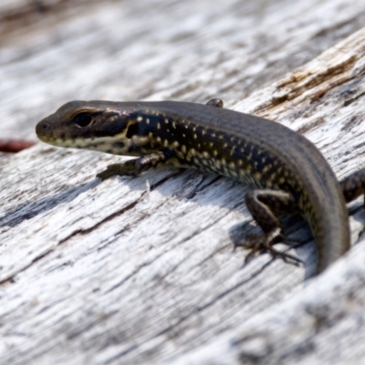 Eulamprus tympanum (Southern Water Skink) at Namadgi National Park - 28 Feb 2024 by KorinneM