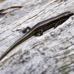 Eulamprus tympanum at Namadgi National Park - 28 Feb 2024