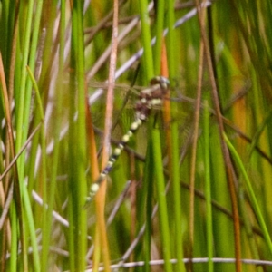 Synthemis eustalacta at Namadgi National Park - 28 Feb 2024