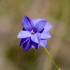 Wahlenbergia sp. (Bluebell) at Namadgi National Park - 28 Feb 2024 by KorinneM