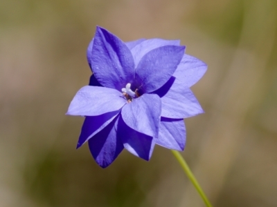 Wahlenbergia sp. (Bluebell) at Namadgi National Park - 28 Feb 2024 by KorinneM