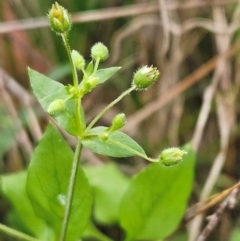 Stellaria media (Common Chickweed) at The Pinnacle - 1 Mar 2024 by sangio7