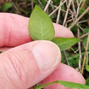 Stellaria media at The Pinnacle - 2 Mar 2024