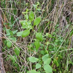 Stellaria media at The Pinnacle - 2 Mar 2024 09:30 AM