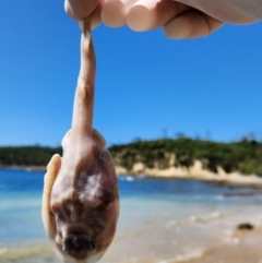 Unidentified Shark / Ray at Malua Bay, NSW - 3 Mar 2024 by NathanaelC