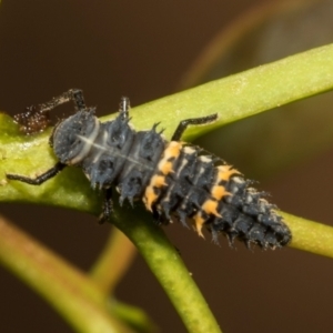 Harmonia conformis at Hawker, ACT - 28 Feb 2024 10:34 AM