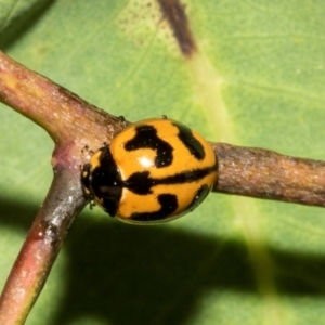 Coccinella transversalis at The Pinnacle - 28 Feb 2024 10:32 AM