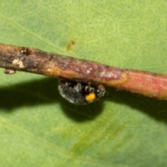 Apolinus lividigaster (Yellow Shouldered Ladybird) at Hawker, ACT - 28 Feb 2024 by AlisonMilton