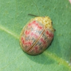 Paropsis obsoleta (Leaf beetle) at Hawker, ACT - 28 Feb 2024 by AlisonMilton