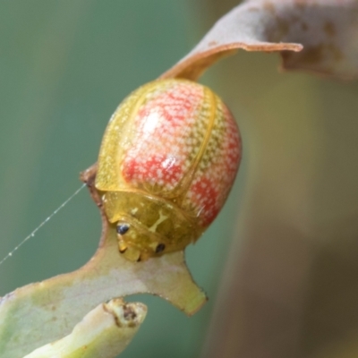 Paropsisterna fastidiosa (Eucalyptus leaf beetle) at Hawker, ACT - 28 Feb 2024 by AlisonMilton