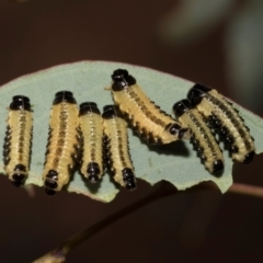 Paropsis atomaria (Eucalyptus leaf beetle) at Hawker, ACT - 28 Feb 2024 by AlisonMilton