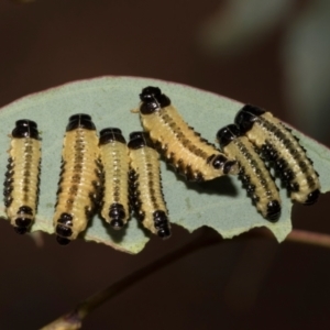 Paropsis atomaria at The Pinnacle - 28 Feb 2024