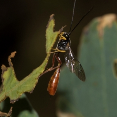 Unidentified Parasitic wasp (numerous families) at Hawker, ACT - 27 Feb 2024 by AlisonMilton